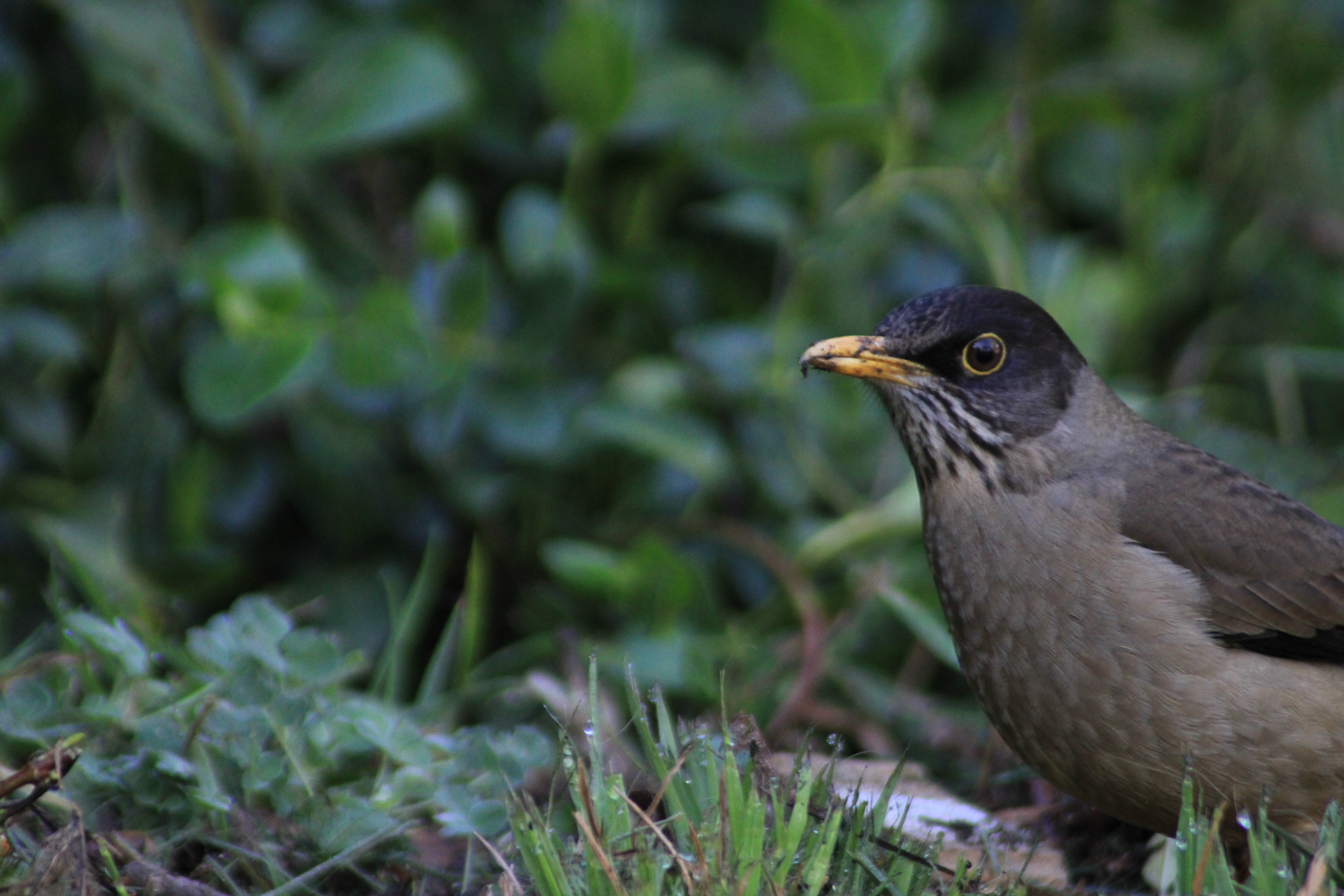 Black bird