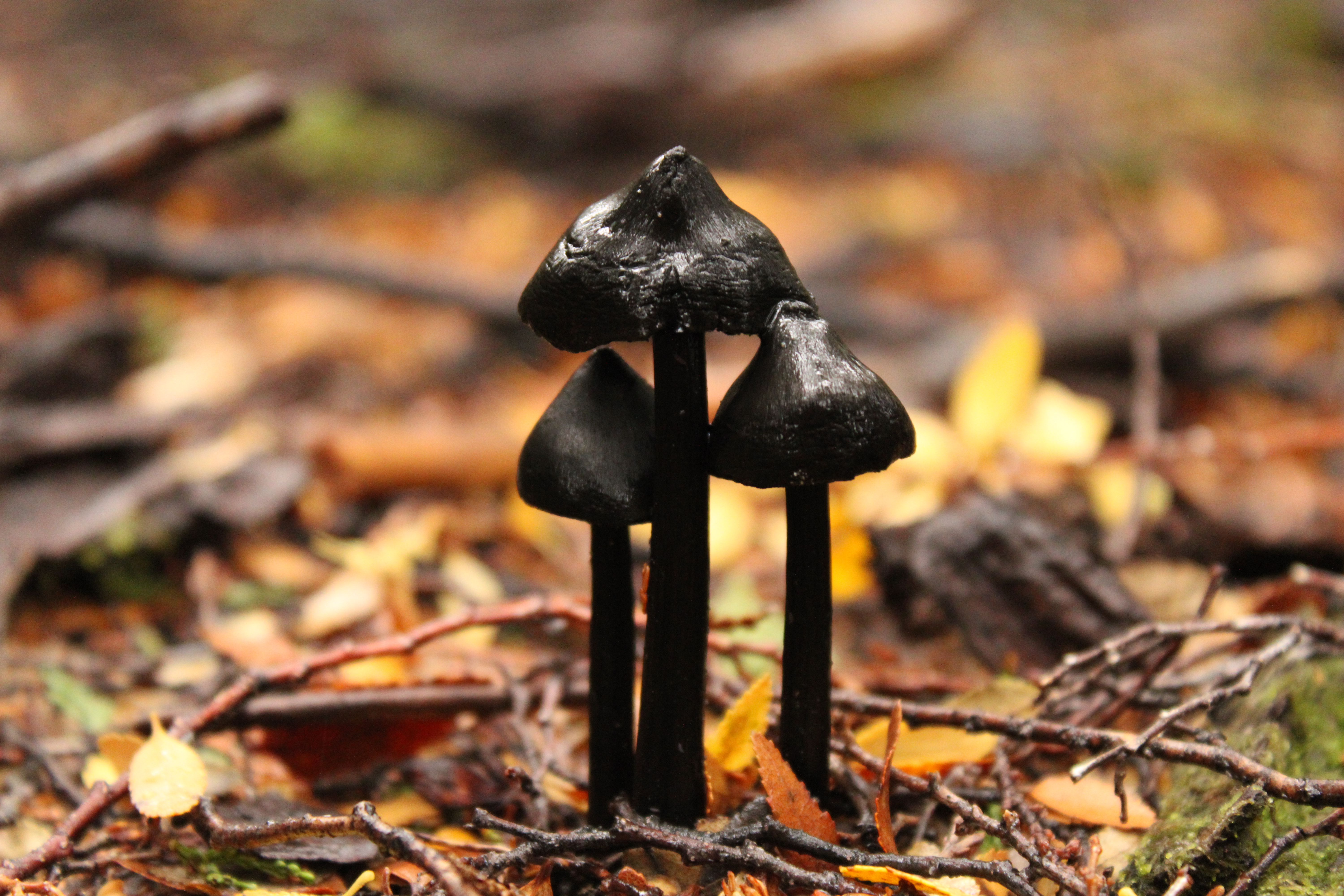 Black mushrooms