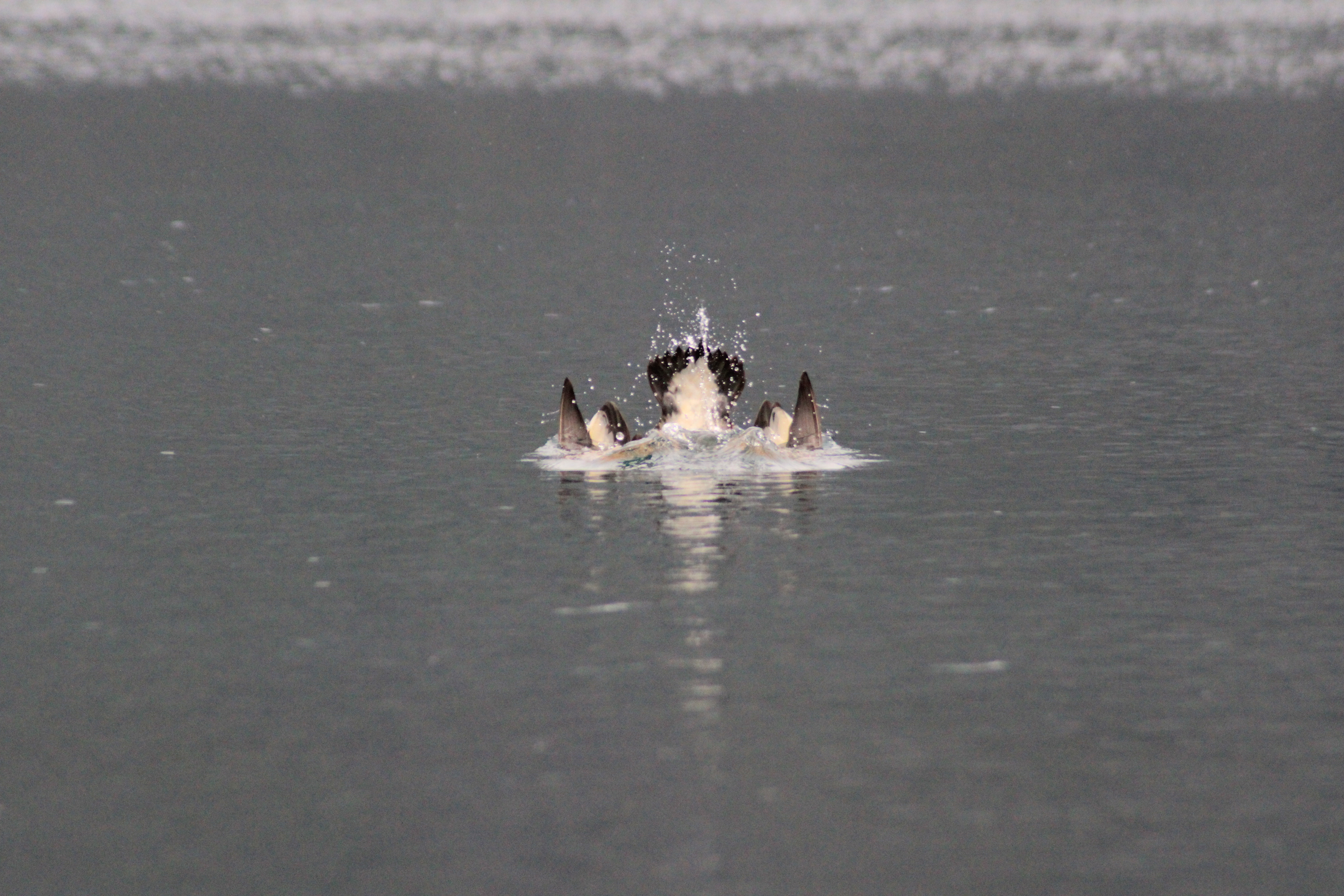 Diving duck