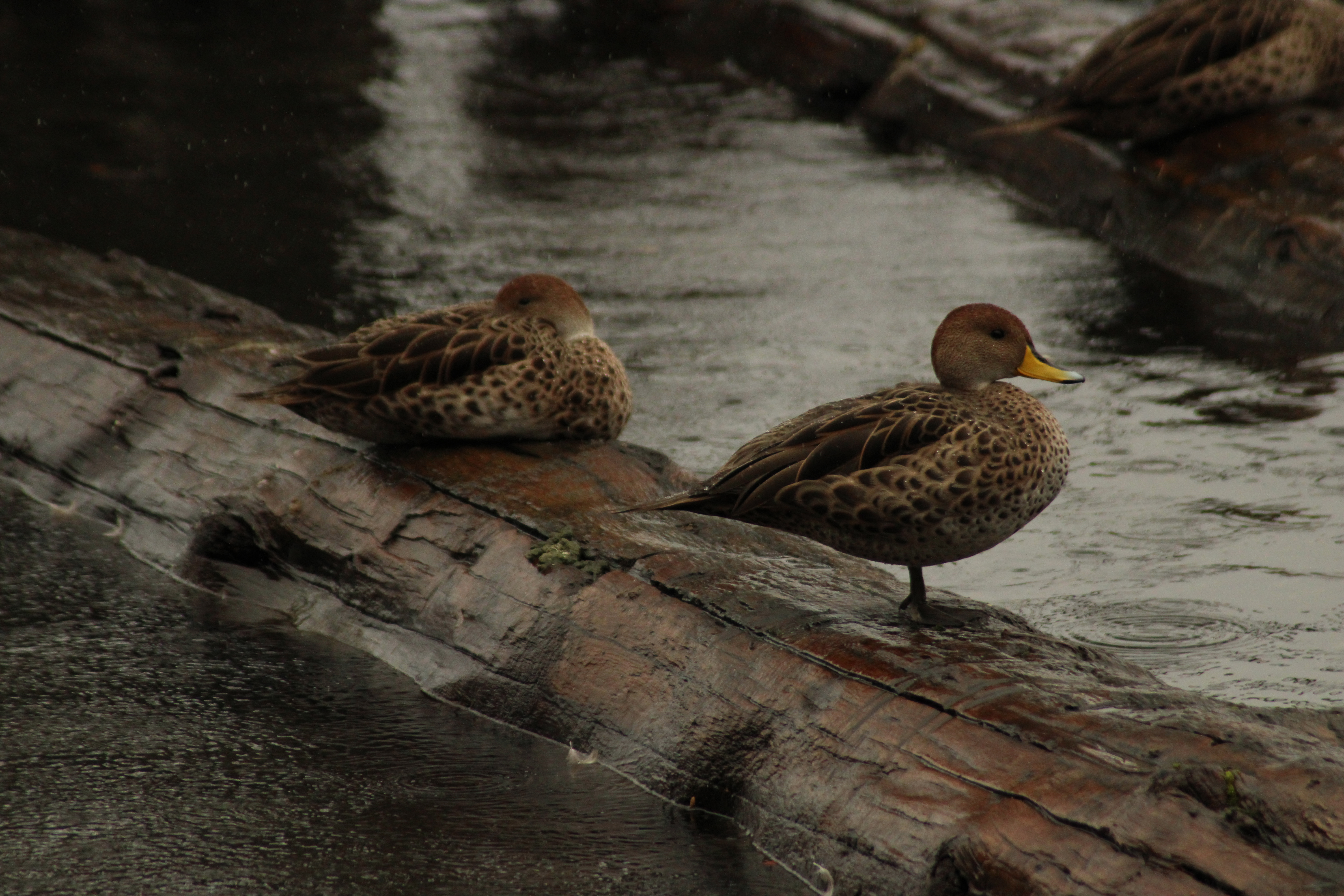 Ducklings in a lake