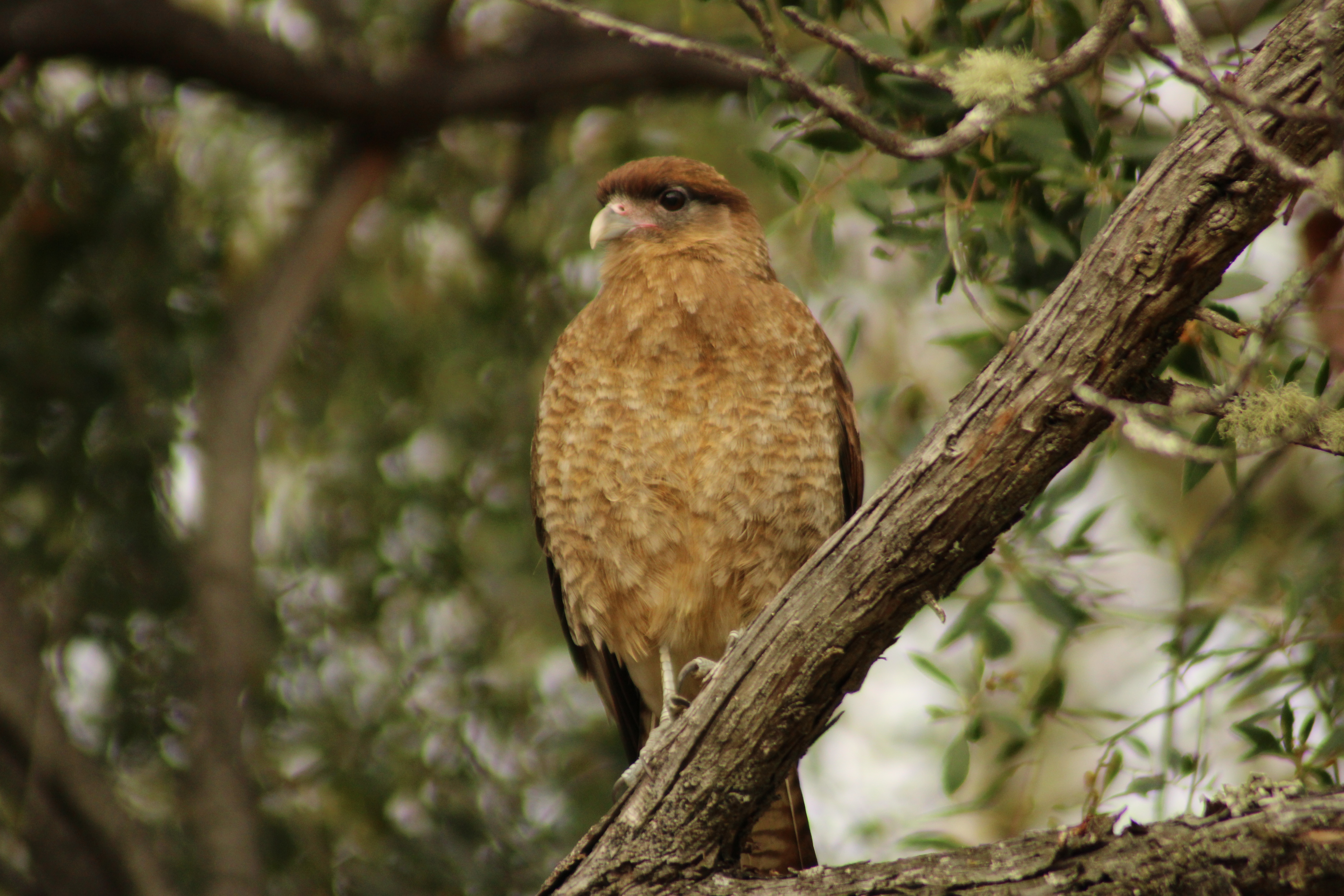 Falcon