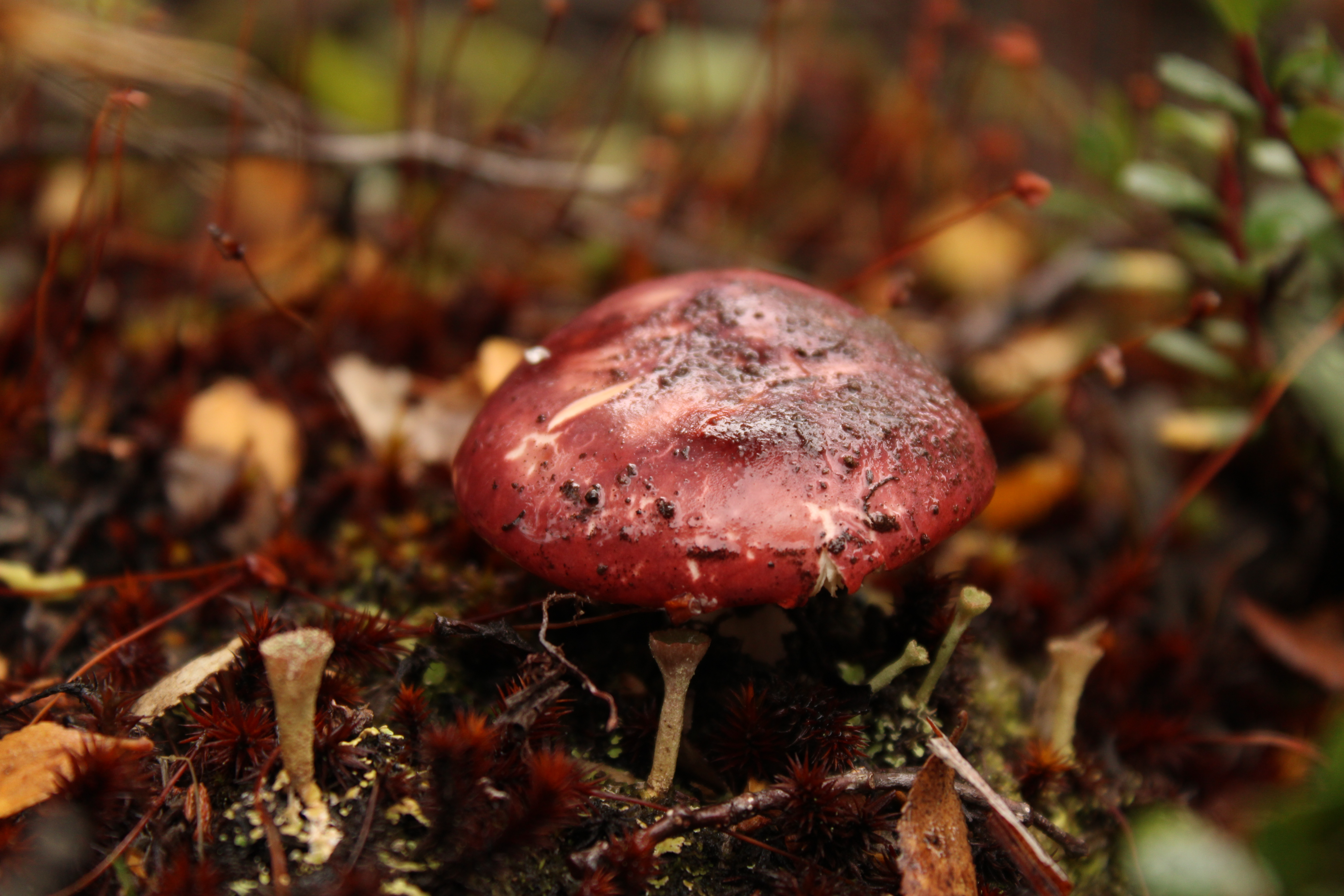 Mauve mushrooms