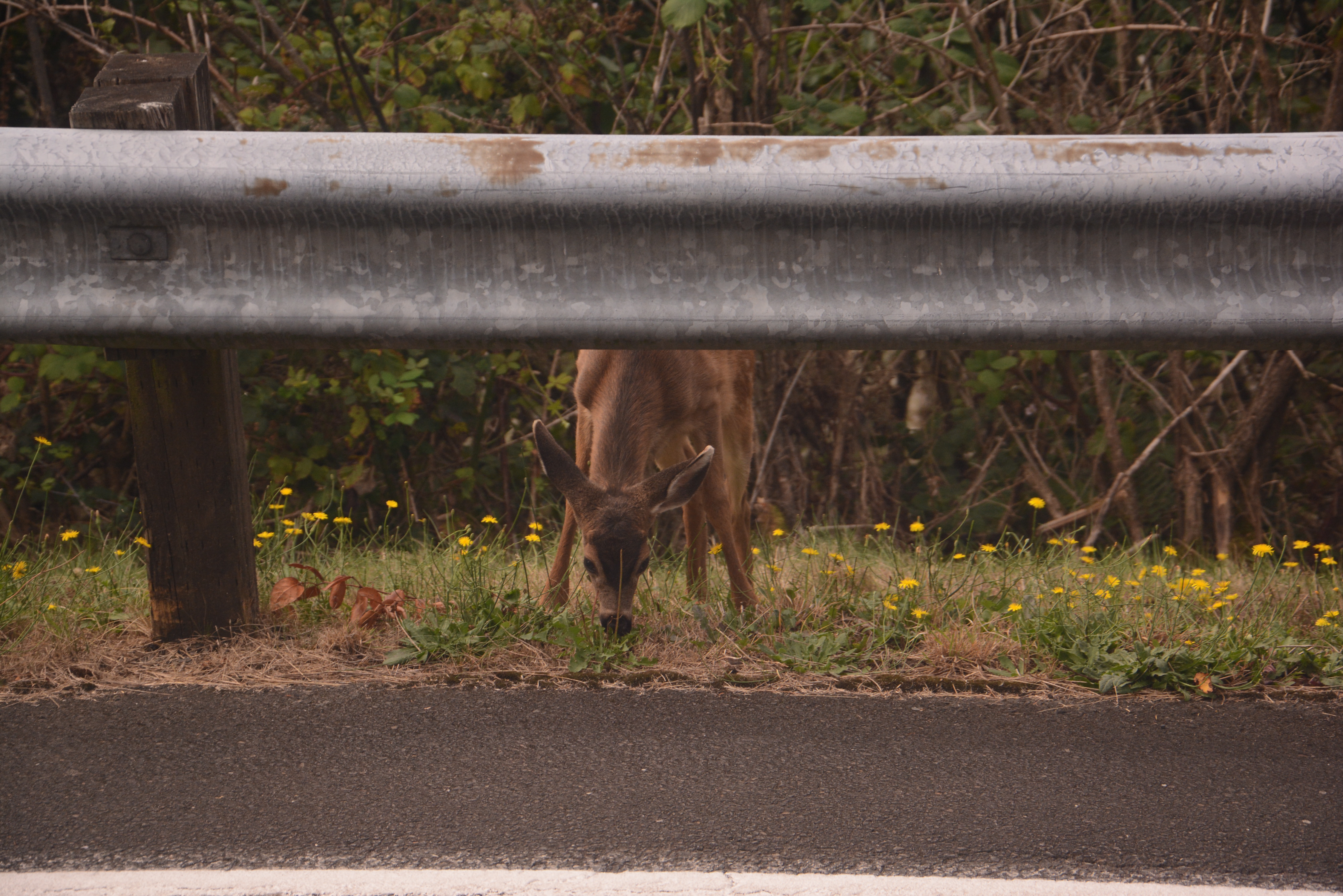 Deer