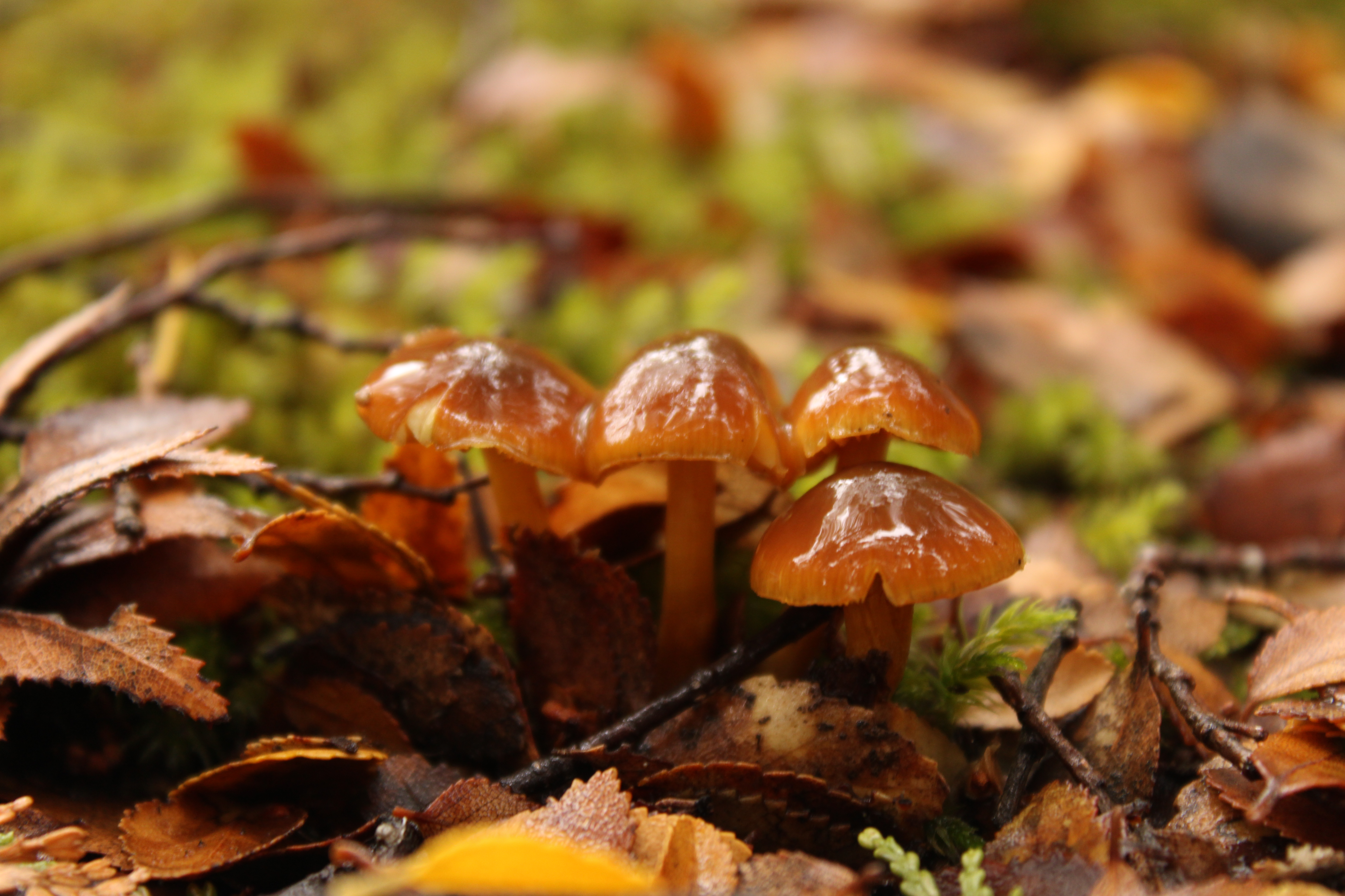Orange mushroom cluster