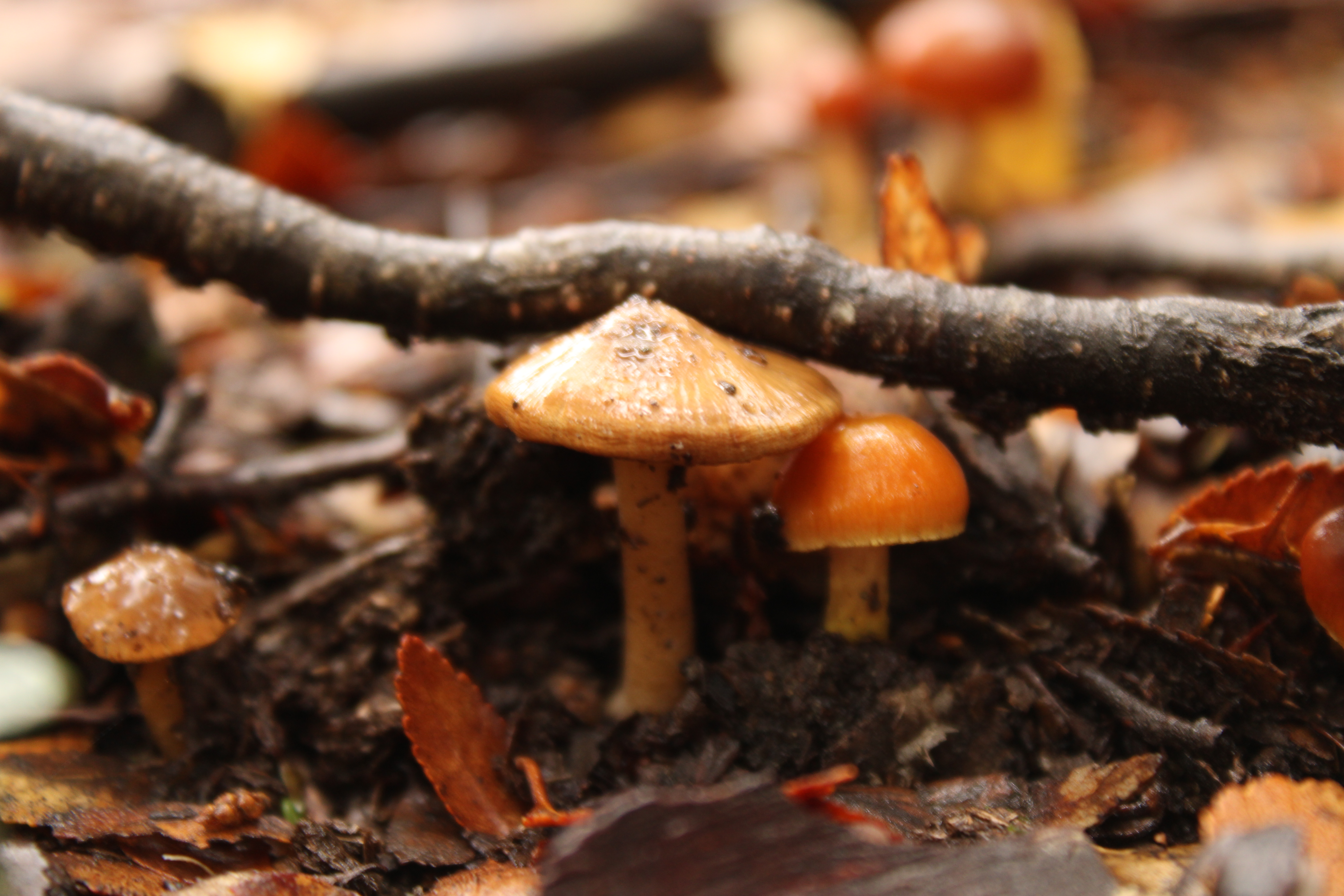Orange mushrooms
