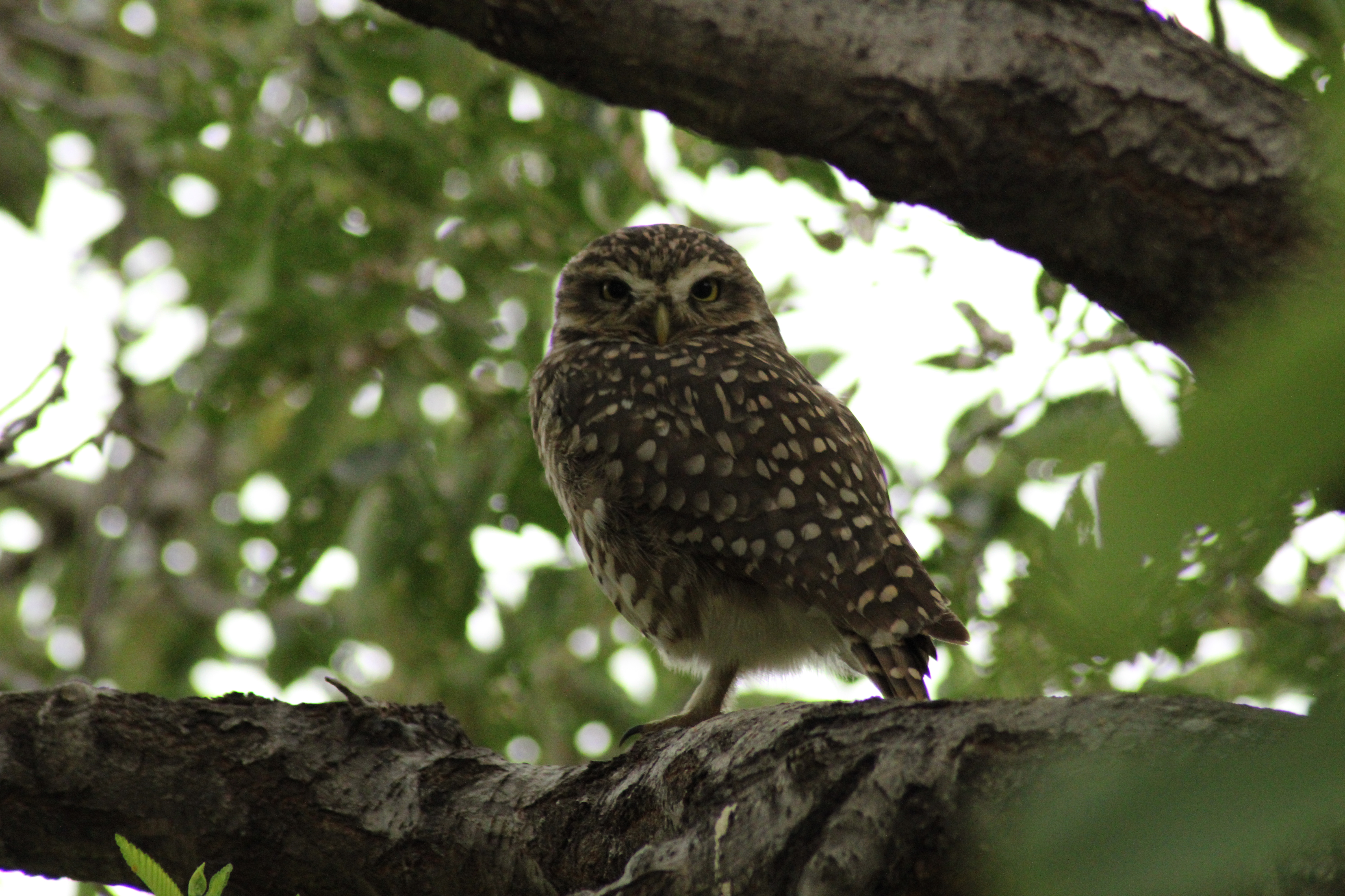Owl