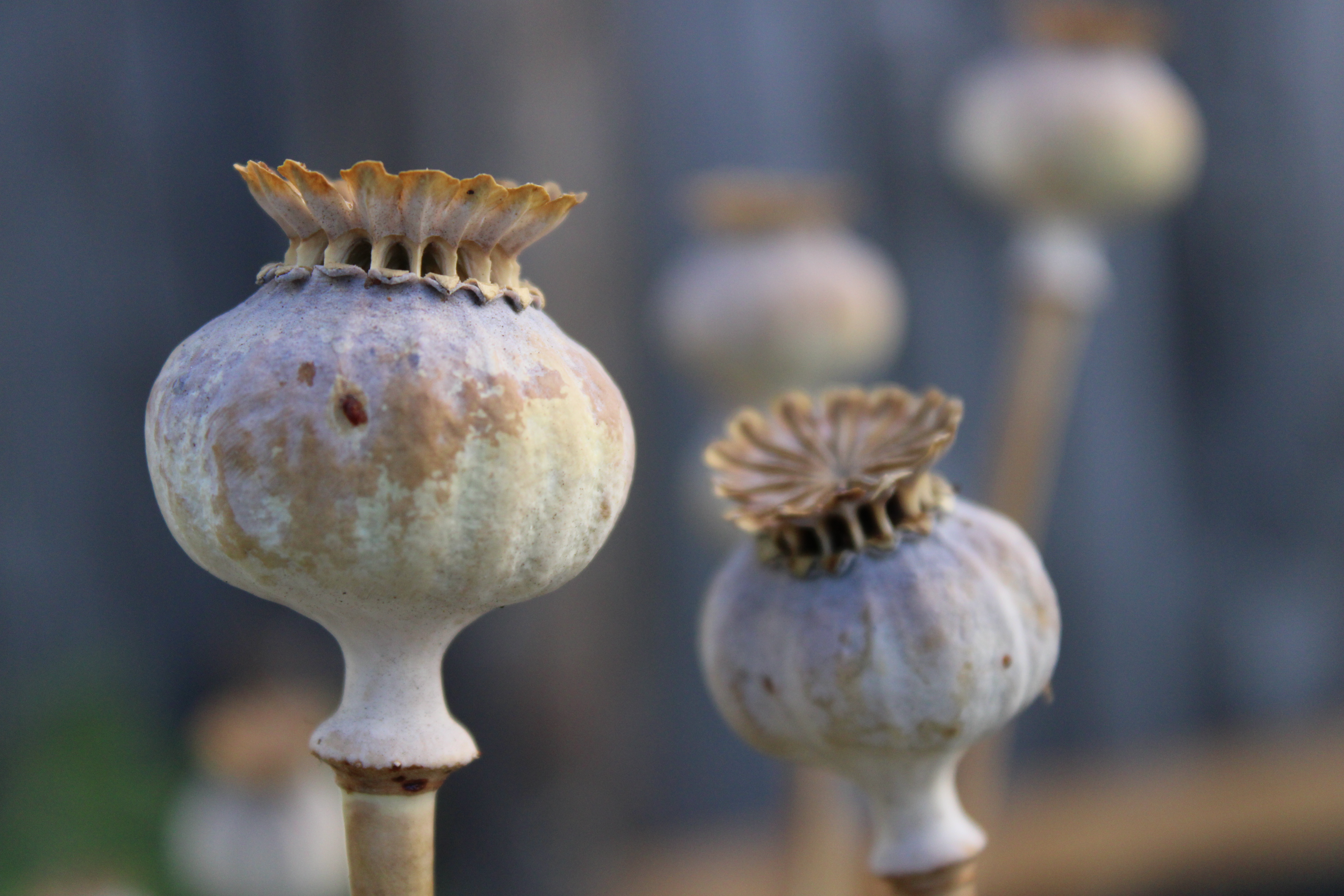 Poppies gone to seed