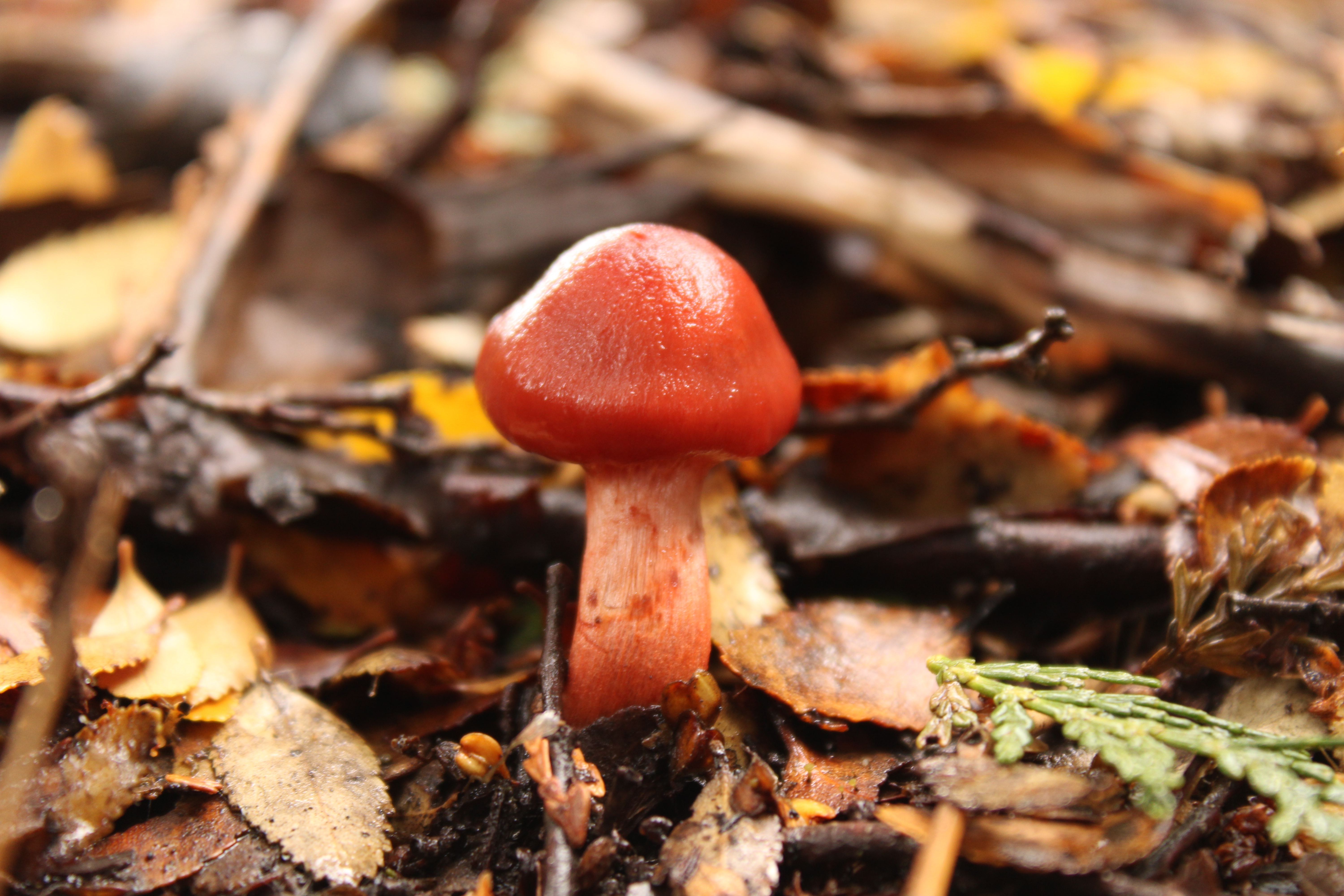  Red mushrooms