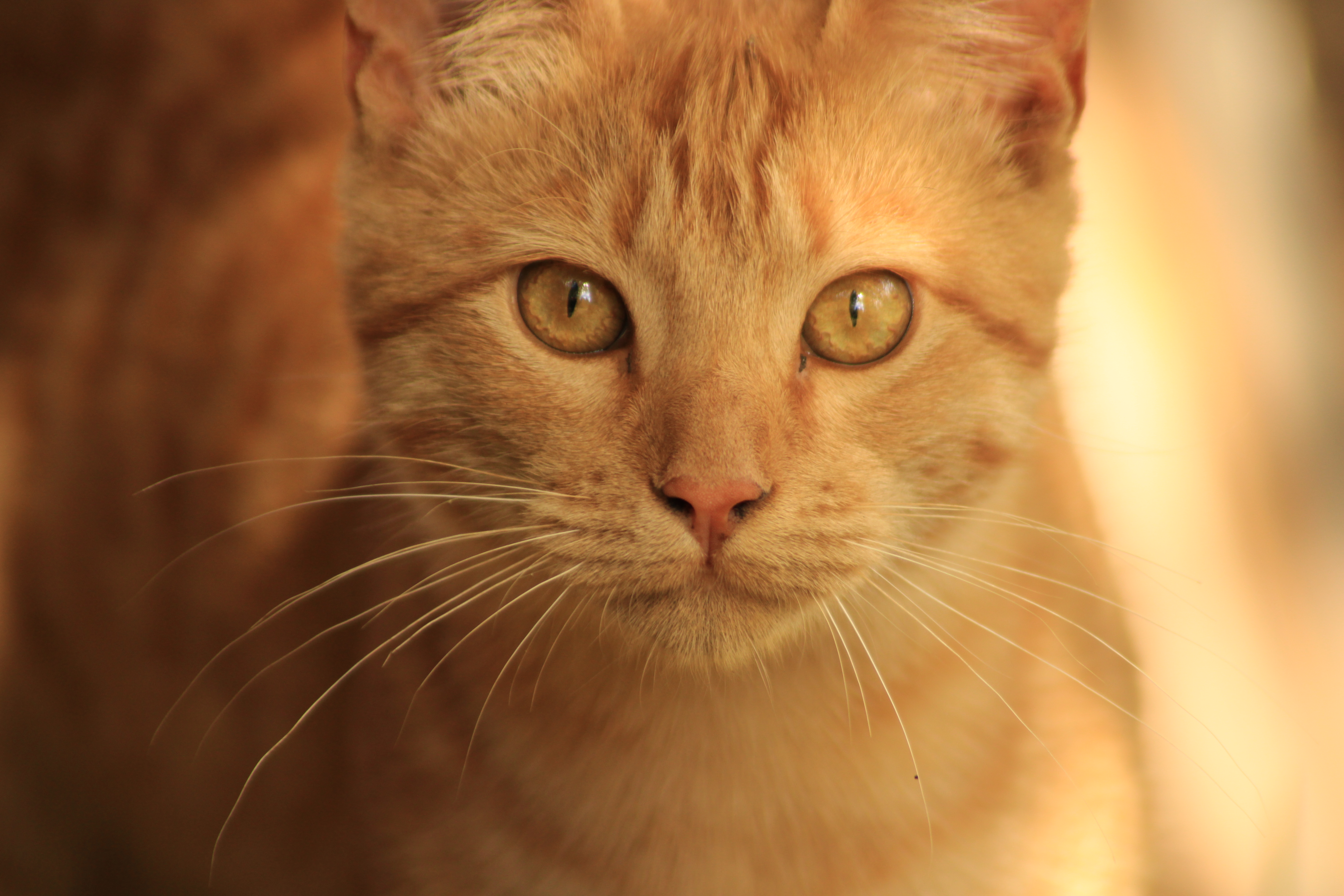 Orange cat