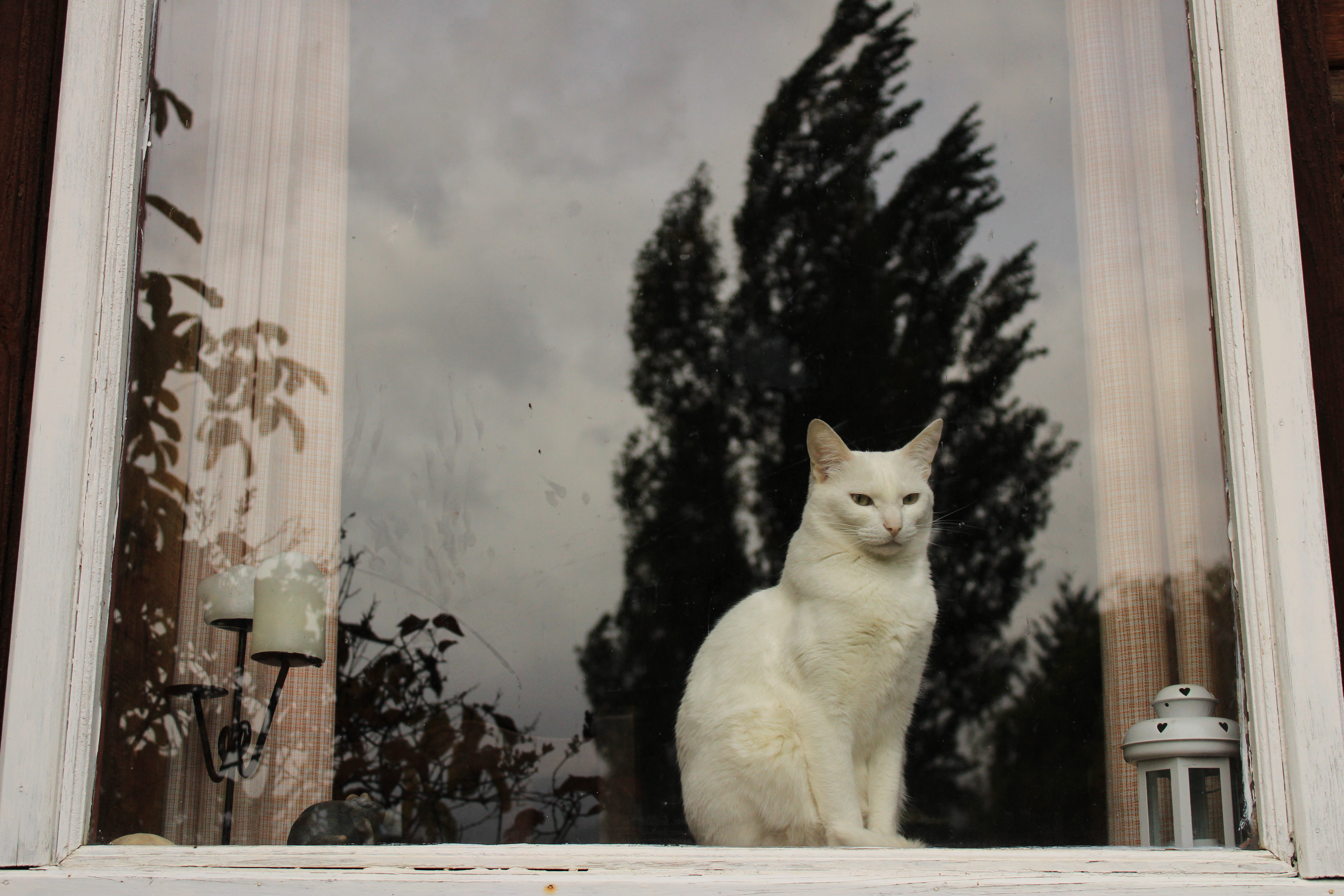 White cat overlooking forest through a window