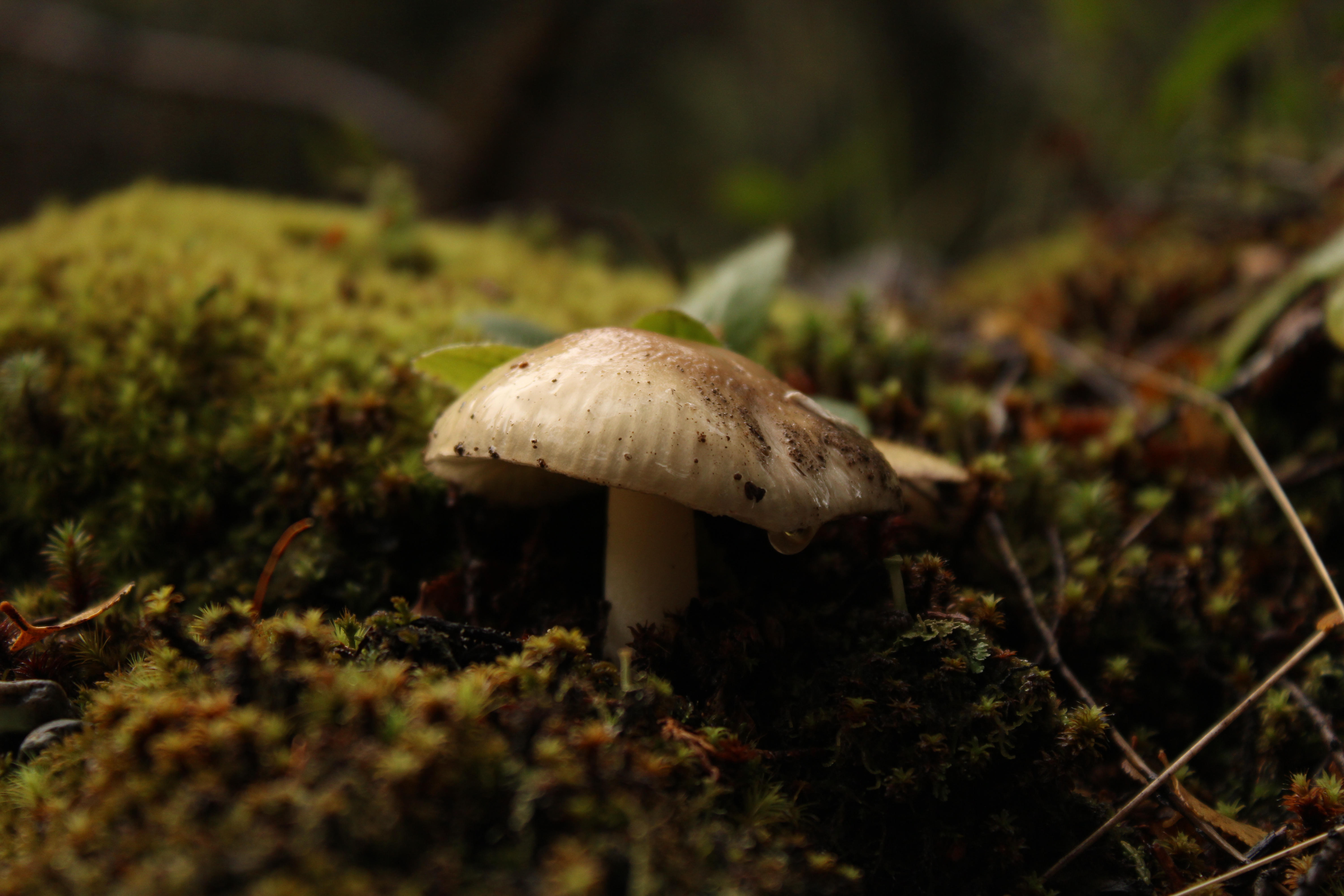 White mushrooms