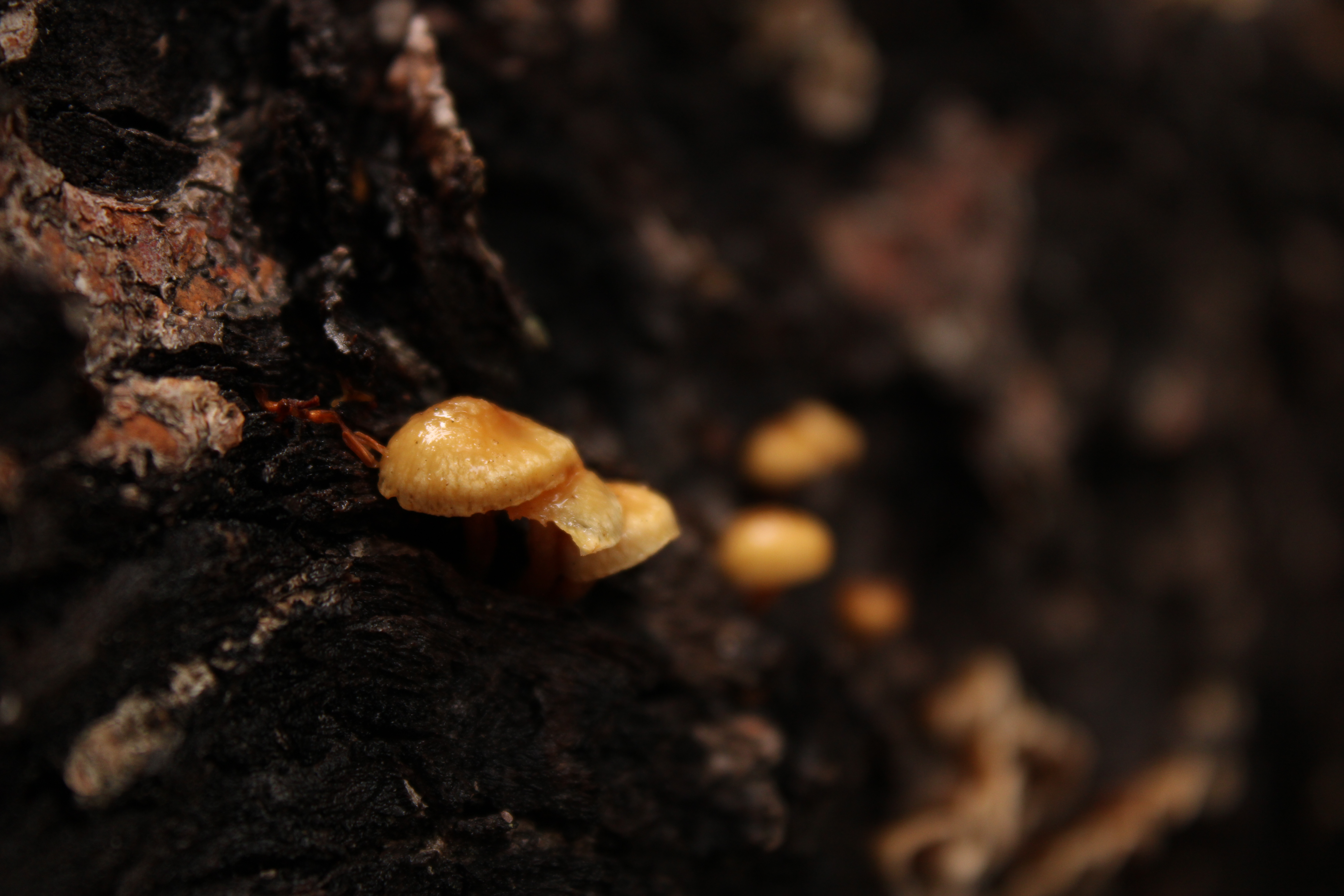 Yellow mushrooms